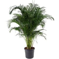 Kategorie <b>Produkt ohne Kategoriezuordnung </b> - Dypsis Lutescens