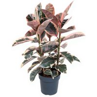 Kategorie <b>Produkt ohne Kategoriezuordnung </b> - Ficus Belize 3pp
