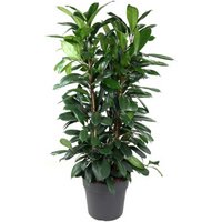Kategorie <b>Produkt ohne Kategoriezuordnung </b> - Ficus Cyathistipula 3pp