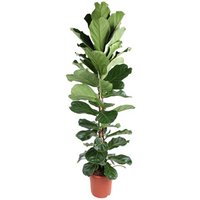 Kategorie <b>Produkt ohne Kategoriezuordnung </b> - Ficus Lyrata 2pp