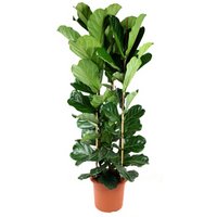Kategorie <b>Produkt ohne Kategoriezuordnung </b> - Ficus Lyrata 3pp