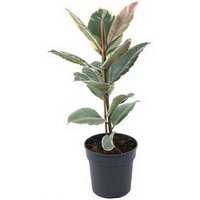 Kategorie <b>Produkt ohne Kategoriezuordnung </b> - Ficus Tineke 1pp