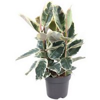 Kategorie <b>Produkt ohne Kategoriezuordnung </b> - Ficus Tineke 3pp