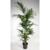 Kategorie <b>Produkt ohne Kategoriezuordnung </b> - Howea Forsteriana 12 stekken