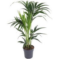 Kategorie <b>Produkt ohne Kategoriezuordnung </b> - Howea Forsteriana 4 stekken