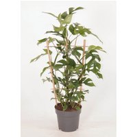 Kategorie <b>Produkt ohne Kategoriezuordnung </b> - Monstera Minima (op rek)