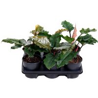 Kategorie <b>Produkt ohne Kategoriezuordnung </b> - Philodendron Caramel
