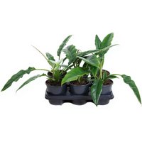 Kategorie <b>Produkt ohne Kategoriezuordnung </b> - Philodendron Narrow 1pp