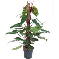 Kategorie <b>Produkt ohne Kategoriezuordnung </b> - Philodendron Red Emerald mosstok