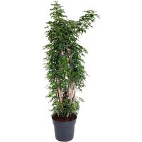 Kategorie <b>Produkt ohne Kategoriezuordnung </b> - Schefflera Luseana