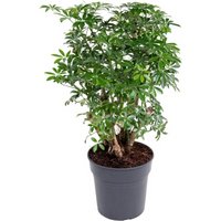 Kategorie <b>Produkt ohne Kategoriezuordnung </b> - Schefflera Luseana 1ft