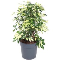 Kategorie <b>Produkt ohne Kategoriezuordnung </b> - Schefflera Trinette 1,5ft