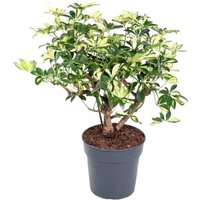 Kategorie <b>Produkt ohne Kategoriezuordnung </b> - Schefflera Trinette 1ft