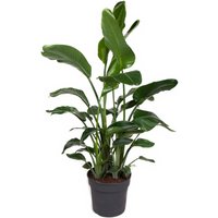Kategorie <b>Produkt ohne Kategoriezuordnung </b> - Strelitzia Nicolai