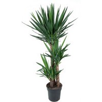 Kategorie <b>Produkt ohne Kategoriezuordnung </b> - Yucca 90-60-30
