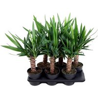 Kategorie <b>Produkt ohne Kategoriezuordnung </b> - Yucca 30 cm stam