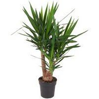 Kategorie <b>Produkt ohne Kategoriezuordnung </b> - Yucca verzweigt 3/4arm