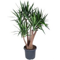 Kategorie <b>Produkt ohne Kategoriezuordnung </b> - Yucca verzweigt 4/5arm