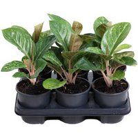 Kategorie <b>Produkt ohne Kategoriezuordnung </b> - Aglaonema Apple Fantasy 13 cm Topf 40 cm Höhe