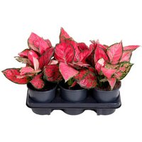 Kategorie <b>Produkt ohne Kategoriezuordnung </b> - Aglaonema Beauty 13 cm Topf 40 cm Höhe