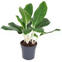 Kategorie <b>Produkt ohne Kategoriezuordnung </b> - Aglaonema Cintho King 17 cm Topf 50 cm Höhe