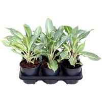 Kategorie <b>Produkt ohne Kategoriezuordnung </b> - Aglaonema Ghost 24 cm Topf 60 cm Höhe