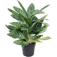 Kategorie <b>Produkt ohne Kategoriezuordnung </b> - Aglaonema Golden Madonna 24 cm Topf 70 cm Höhe