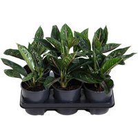 Kategorie <b>Produkt ohne Kategoriezuordnung </b> - Aglaonema Green Star 13 cm Topf 30 cm Höhe