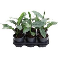 Kategorie <b>Produkt ohne Kategoriezuordnung </b> - Aglaonema Grey 13 cm Topf 40 cm Höhe