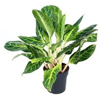 Kategorie <b>Produkt ohne Kategoriezuordnung </b> - Aglaonema Key Lime 24 cm Topf 80 cm Höhe