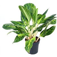 Kategorie <b>Produkt ohne Kategoriezuordnung </b> - Aglaonema Maria 17 cm Topf 50 cm Höhe