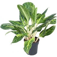 Kategorie <b>Produkt ohne Kategoriezuordnung </b> - Aglaonema Maria 19 cm Topf 40 cm Höhe