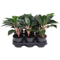 Kategorie <b>Produkt ohne Kategoriezuordnung </b> - Aglaonema Misterio 13 cm Topf 30 cm Höhe