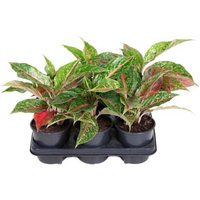 Kategorie <b>Produkt ohne Kategoriezuordnung </b> - Aglaonema Night Sparkle 13 cm Topf 30 cm Höhe