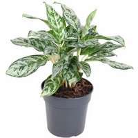 Kategorie <b>Produkt ohne Kategoriezuordnung </b> - Aglaonema Patricia 17 cm Topf 40 cm Höhe