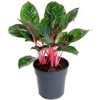Kategorie <b>Produkt ohne Kategoriezuordnung </b> - Aglaonema Princess 24 cm Topf 60 cm Höhe