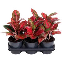 Kategorie <b>Produkt ohne Kategoriezuordnung </b> - Aglaonema Red Star 13 cm Topf 40 cm Höhe
