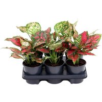 Kategorie <b>Produkt ohne Kategoriezuordnung </b> - Aglaonema Red Valentine 13 cm Topf 40 cm Höhe