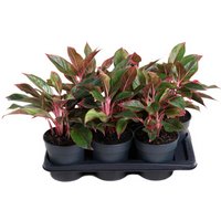Kategorie <b>Produkt ohne Kategoriezuordnung </b> - Aglaonema Siam Red 13 cm Topf 30 cm Höhe