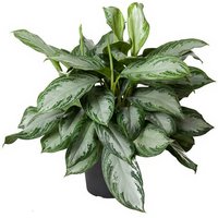 Kategorie <b>Produkt ohne Kategoriezuordnung </b> - Aglaonema Silver Bay 24 cm Topf 70 cm Höhe