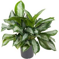 Kategorie <b>Produkt ohne Kategoriezuordnung </b> - Aglaonema Silver Moon 19 cm Topf 60 cm Höhe