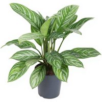 Kategorie <b>Produkt ohne Kategoriezuordnung </b> - Aglaonema Stripes 19 cm Topf 60 cm Höhe