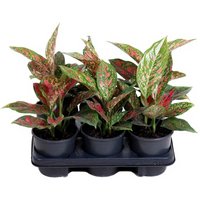 Kategorie <b>Produkt ohne Kategoriezuordnung </b> - Aglaonema Venus 13 cm Topf 40 cm Höhe