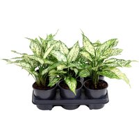 Kategorie <b>Produkt ohne Kategoriezuordnung </b> - Aglaonema White Diamond 13 cm Topf 40 cm Höhe