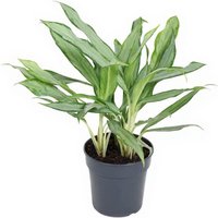 Kategorie <b>Produkt ohne Kategoriezuordnung </b> - Aglaonema White Lance 13 cm Topf 40 cm Höhe