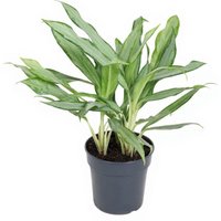 Kategorie <b>Produkt ohne Kategoriezuordnung </b> - Aglaonema White Lance 17 cm Topf 40 cm Höhe