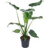 Kategorie <b>Produkt ohne Kategoriezuordnung </b> - Alocasia Cucullata 19 cm Topf 70 cm Höhe