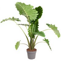 Kategorie <b>Produkt ohne Kategoriezuordnung </b> - Alocasia Portodora 24 cm Topf 100 cm Höhe