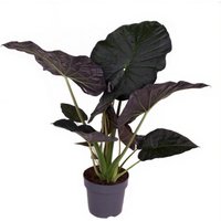 Kategorie <b>Produkt ohne Kategoriezuordnung </b> - Alocasia Regal Shields 19 cm Topf 70 cm Höhe