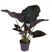 Kategorie <b>Produkt ohne Kategoriezuordnung </b> - Alocasia Regal Shields 32 cm Topf 130 cm Höhe